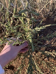 Bassia scoparia
