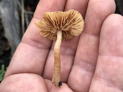 Tubaria furfuracea