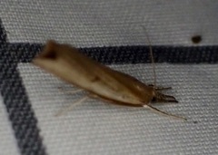 Fissicrambus mutabilis