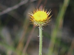 Coronidium oxylepis lanatum