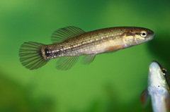 Umbra pygmaea