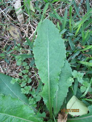 Sonchus asper
