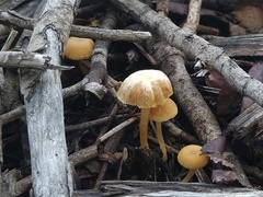 Tubaria furfuracea