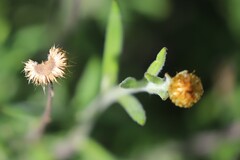 Coronidium oxylepis lanatum