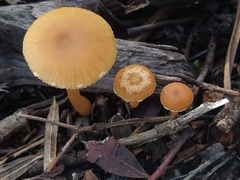 Tubaria furfuracea