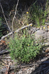 Coronidium oxylepis lanatum