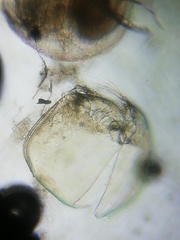 Chydorus