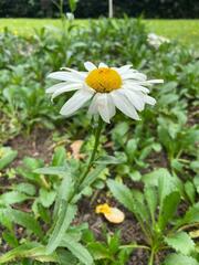 Leucanthemum maximum