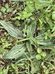 Plantago lanceolata