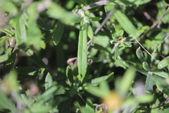 Coronidium oxylepis lanatum