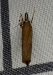 Fissicrambus mutabilis