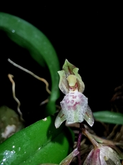Leochilus oncidioides