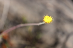 Coronidium oxylepis lanatum