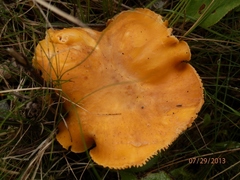 Cantharellus enelensis image