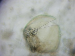Chydorus