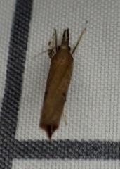 Fissicrambus mutabilis