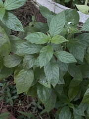 Heliotropium angiospermum