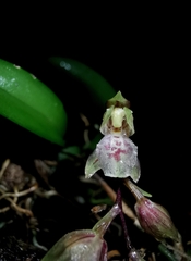 Leochilus oncidioides