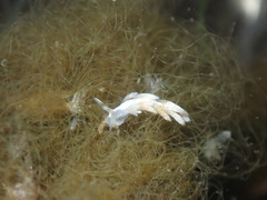 Trinchesia albocrusta