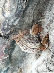 Phellinopsis conchata