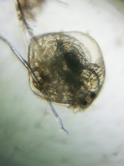 Chydorus