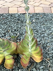 Kalanchoe luciae