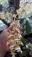 Epidendrum stamfordianum image