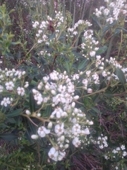 Escallonia megapotamica