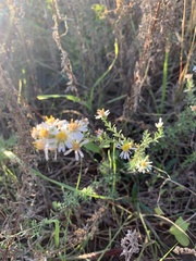 Symphyotrichum ericoides