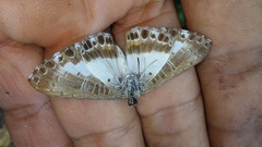 Nymphidium azanoides