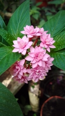 Pentas lanceolata