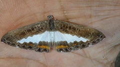 Nymphidium azanoides