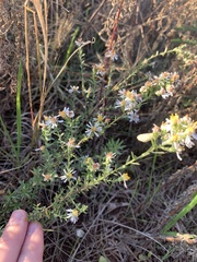 Symphyotrichum ericoides