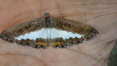 Nymphidium azanoides