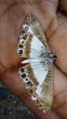 Nymphidium azanoides