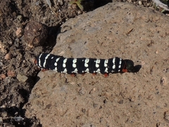 Chlanidophora patagiata