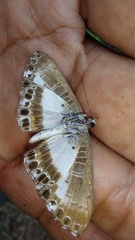 Nymphidium azanoides