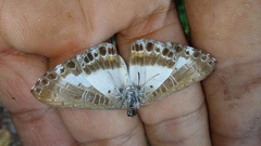 Nymphidium azanoides