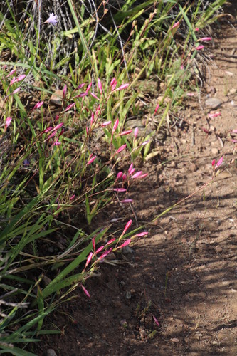Image of Hesperantha cucullata by (c) Tony Rebelo, some rights reserved (CC BY-SA)
