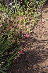 Hesperantha cucullata