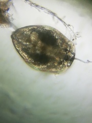 Chydorus