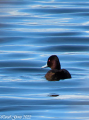 Netta erythrophthalma