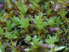 Syntrichia ruralis