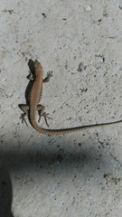 Podarcis muralis