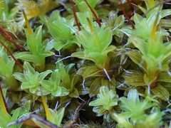 Syntrichia ruralis