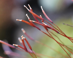 Syntrichia ruralis
