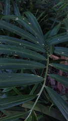 Arecaceae