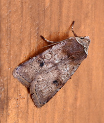 Cerastis faceta
