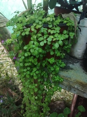 Pilea microphylla