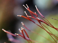 Syntrichia ruralis
